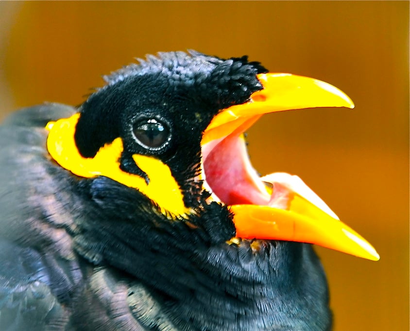 Krijsende beo - foto: Joachim S. Müller @ Flickr, CC by-nc-sa (bewerkt door JudyElf)