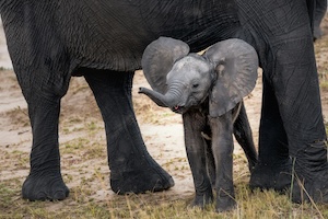 babyolifant schuilt bij moeder of tante babyolifant schuilt bij moeder of tante