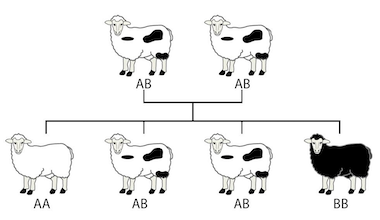 B. Norheim, codominantie bij schapen - Norwegian Digital Learning Arena (NDLA, ndla.no), CC by-nc-sa